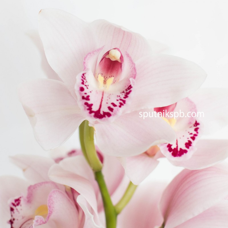 Купить розовые орхидеи оптом в СПб