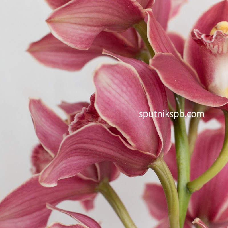 Купить бордовые орхидеи оптом в СПб