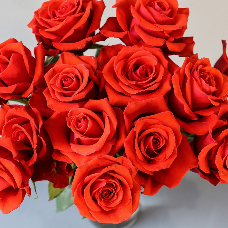 Купить красные розы Альтамира оптом в СПб