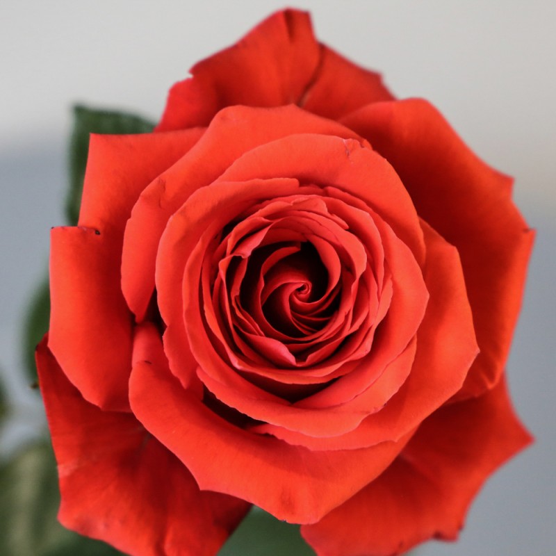 Купить красные розы Альтамира оптом в СПб