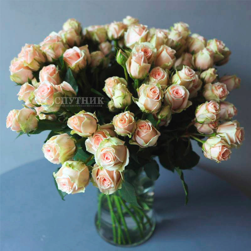 Купить кустовую розу Блаш Иришка в СПб недорго