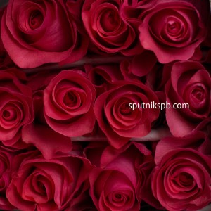 Роза Pink Love