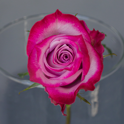 Роза Дип Перпл | Deep Purple Rose