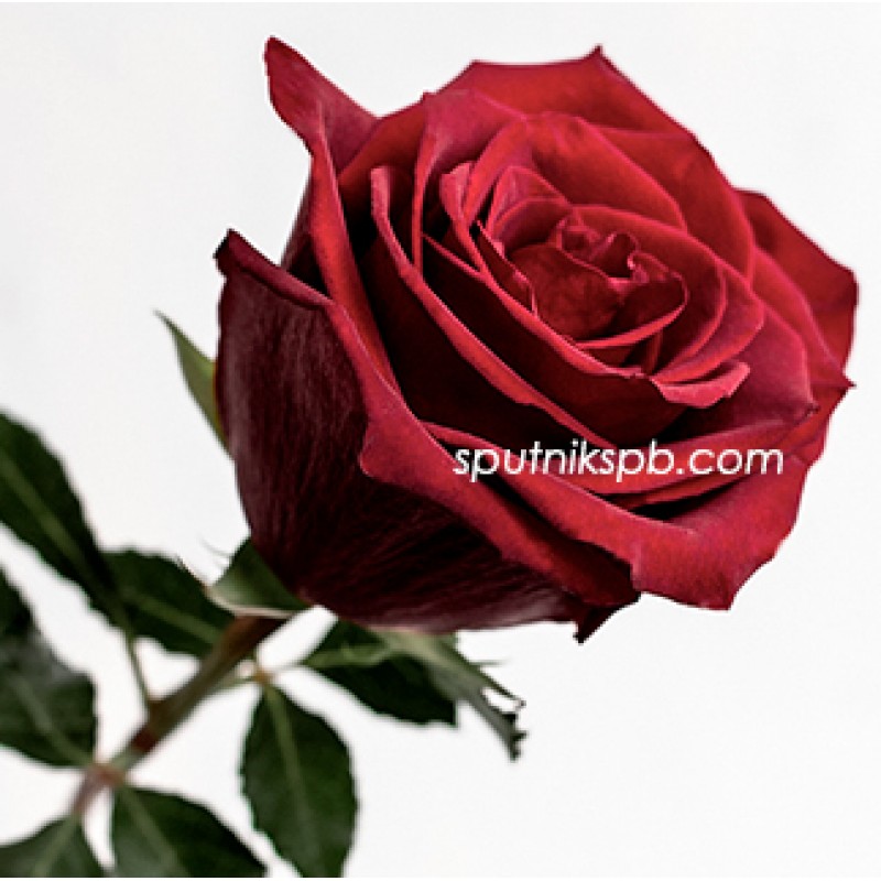 Купить красные бордовые розы оптом в СПб