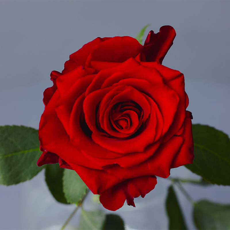 Купить красные бордовые розы Эксплорер оптом и в розницу в СПб