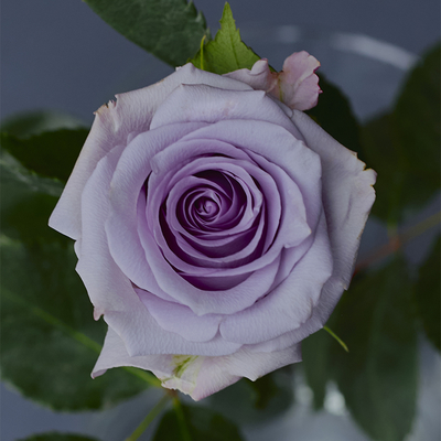 Роза Оушен Сонг | Ocean Song Rose