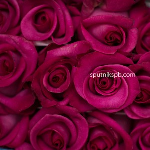 Роза Purple Cezane