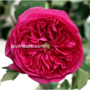 Роза пионовидная Баронесса | Baronesse Rose