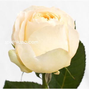 Роза пионовидная Карамель Антик | Caramel Antike Rose