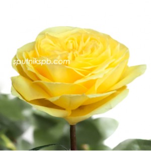 Роза пионовидная Каталина | Catalina Rose