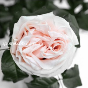 Роза пионовидная Гарден Спирит | Garden Spirit Rose