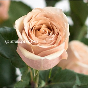 Роза пионовидная Голден Мустард | Golden Mustard Rose