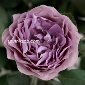 Роза пионовидная Лавендер Букет | Lavender Bouquet Rose