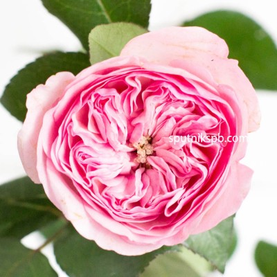 Роза пионовидная Мария Терезия | Mariatheresia Rose
