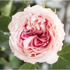 Роза пионовидная Майра Брайдл Пинк | Mayra's Bridal Pink Rose