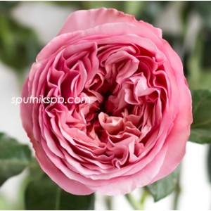 Роза пионовидная Пинк Экспрешн | Pink Expression Rose