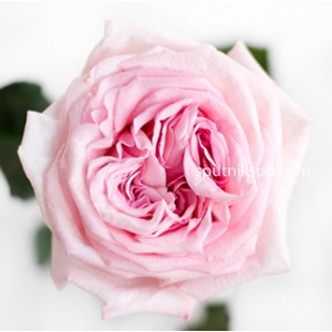 Роза пионовидная Пинк Охара | Pink O`Hara Rose