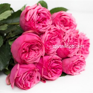 Роза пионовидная Пинк Пиано | Pink Piano Rose