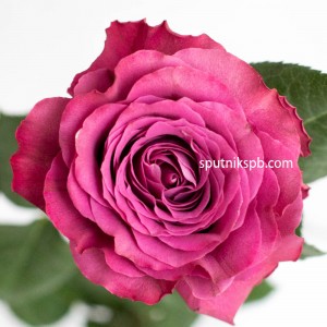 Роза пионовидная Прешес Моментс | Precious Moments Rose
