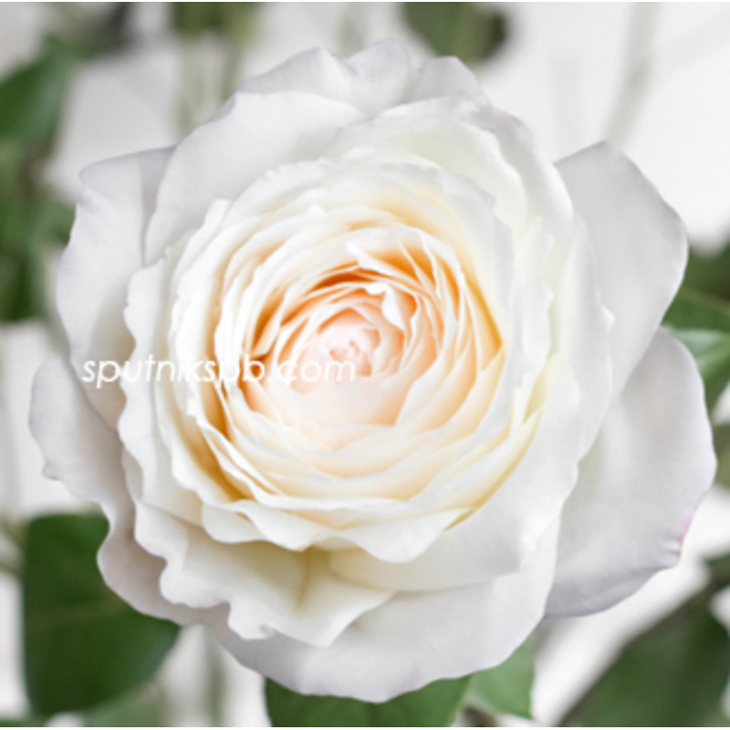 Купить пионовдиные розы Принцесса Миюки оптом в спб