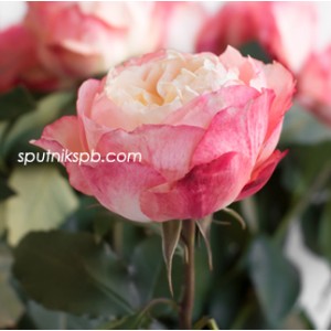Роза пионовидная Принцесса Суки | Princess Suki Rose