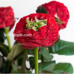 Роза пионовидная Ред Ай | Red Eye Rose