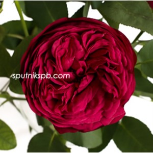 Роза пионовидная Ред Пиано | Red Piano Rose