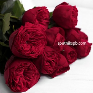 Роза пионовидная Ред Пиано | Red Piano Rose