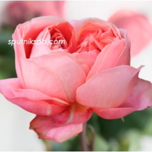 Роза пионовидная Романтик Антик | Romantic Antike Rose