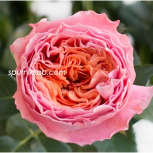 Роза пионовидная Роза Лавс Ми | Rosa Loves Me Rose