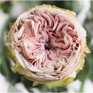 Роза пионовидная Сенлитсу | Senlitsu Rose