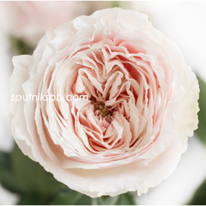 Роза пионовидная Тсумуги | Tsumugi Rose