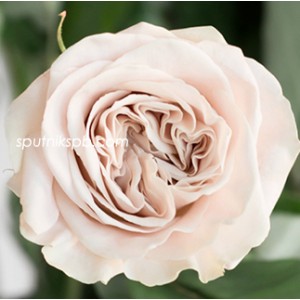 Роза пионовидная Вестминстер Эбби | Westminster Abbey Rose
