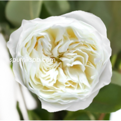 Роза пионовидная Вайт Клауд | White Cloud Rose
