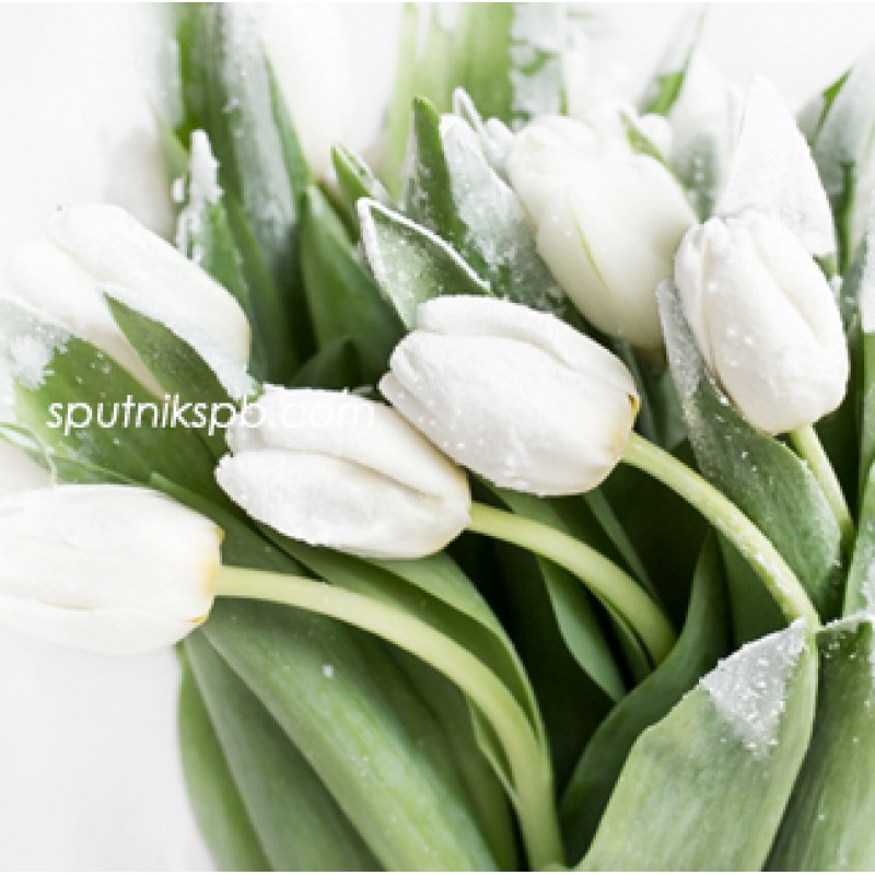 Купить тюльпаны белые оптом в СПб недорого