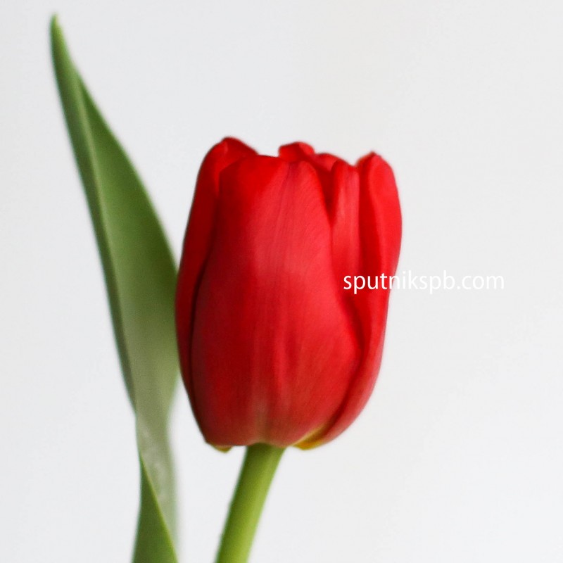 Купить тюльпаны красные оптом в СПб недорого