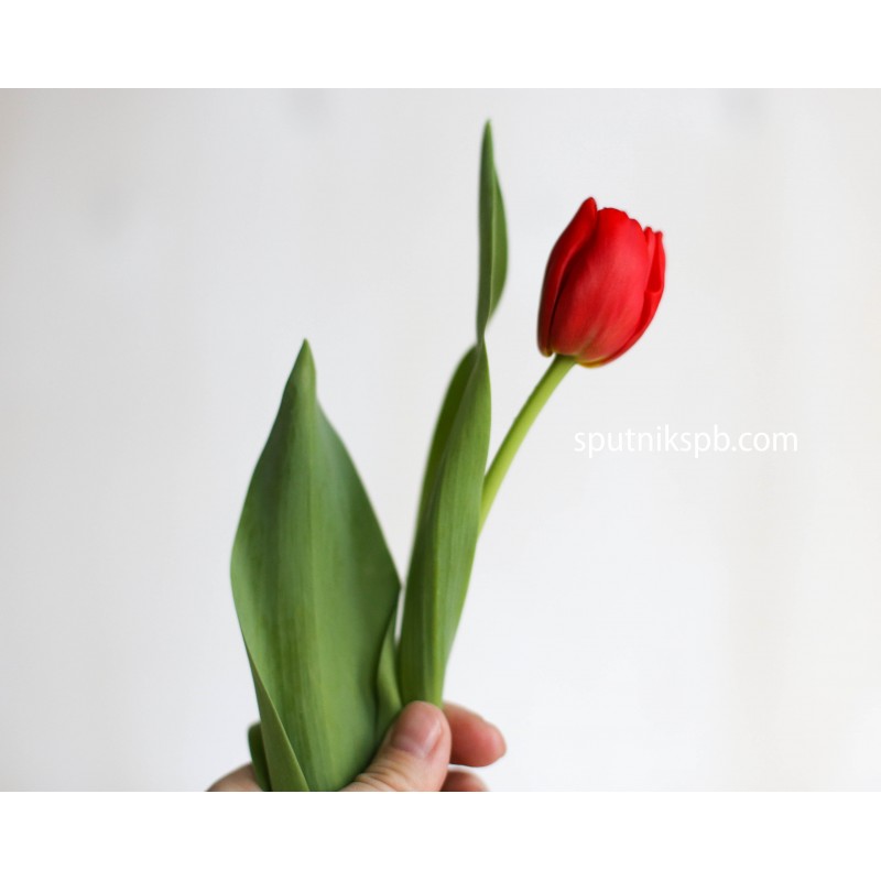 Купить тюльпаны красные оптом в СПб недорого
