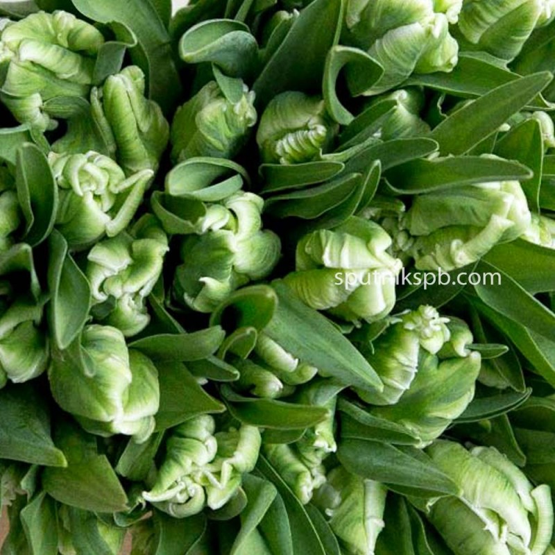 Купить тюльпаны зеленые оптом в СПб недорого