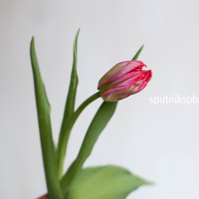 Купить розовые тюльпаны оптом в СПб недорого