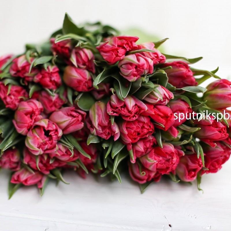 Купить розовые тюльпаны оптом в СПб недорого