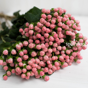 Гиперикум розовый | Hypericum Pink