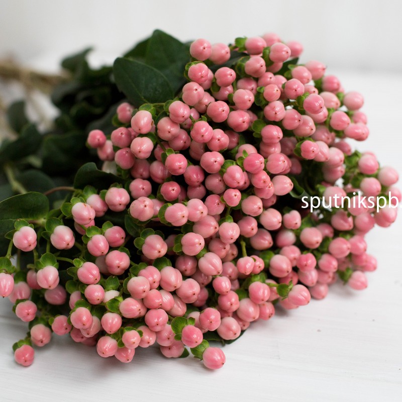 Гиперикум розовый, Hypericum Pink на сайте оптовой цветочной компании СПУТНИК