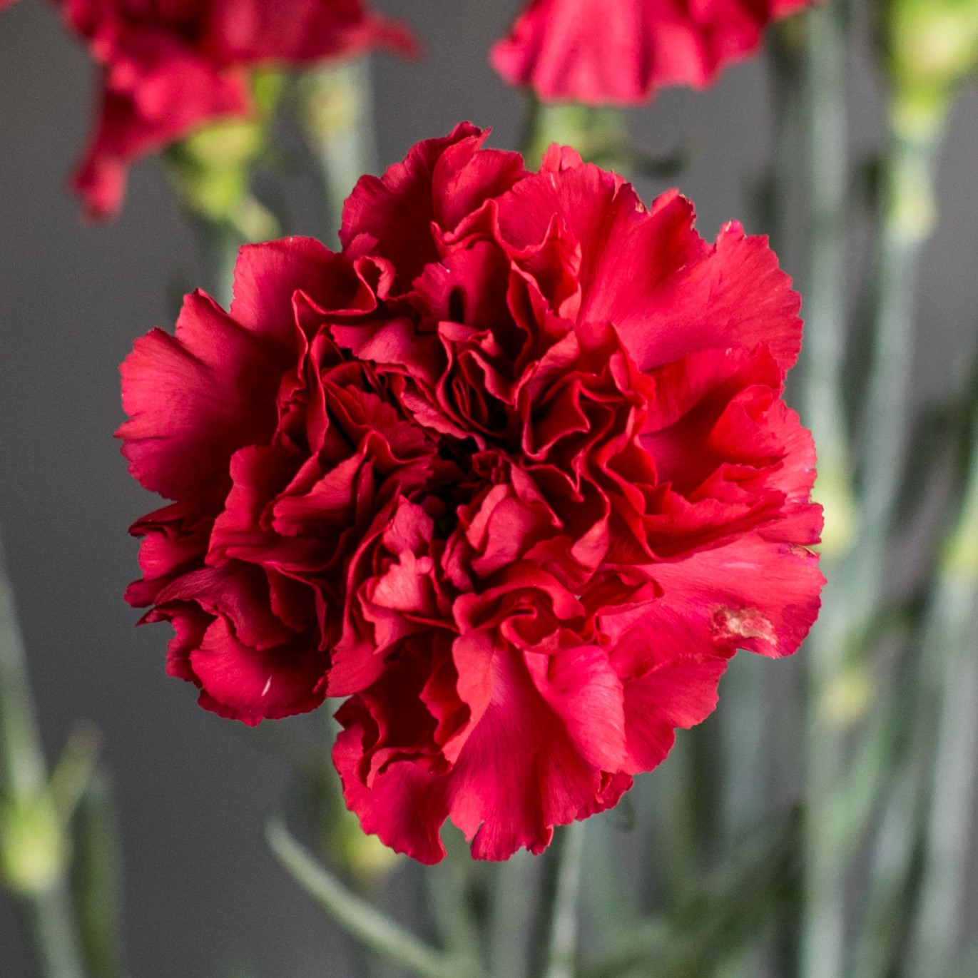 Гвоздика одноголовая Рэд Мэджик | Red Magic Carnation - "Спутник"