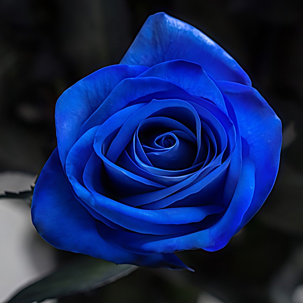 Роза синяя Тинтед Блю | Tinted Blue Rose - "Спутник"
