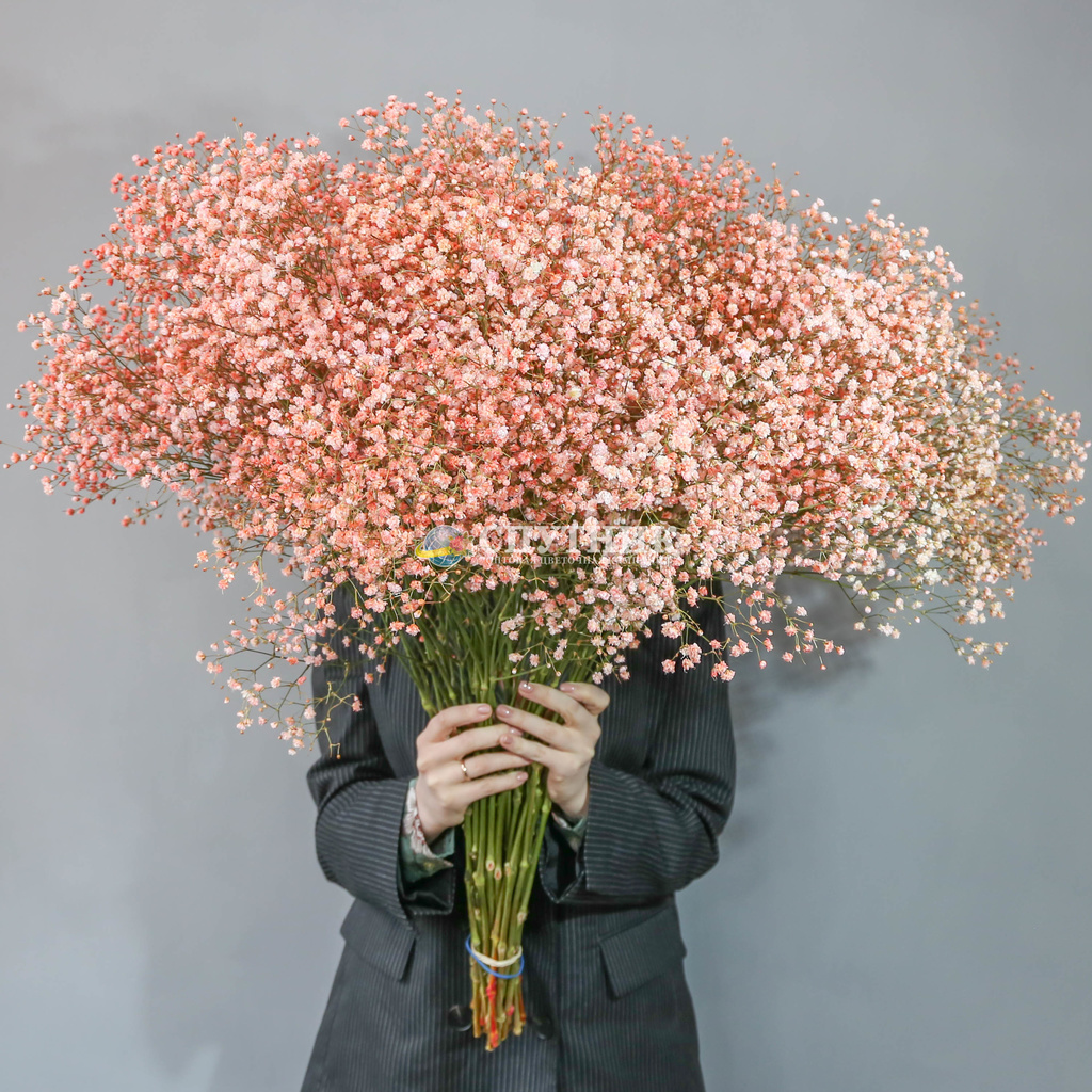 Гипсофила коралловая | Gypsophila Coral