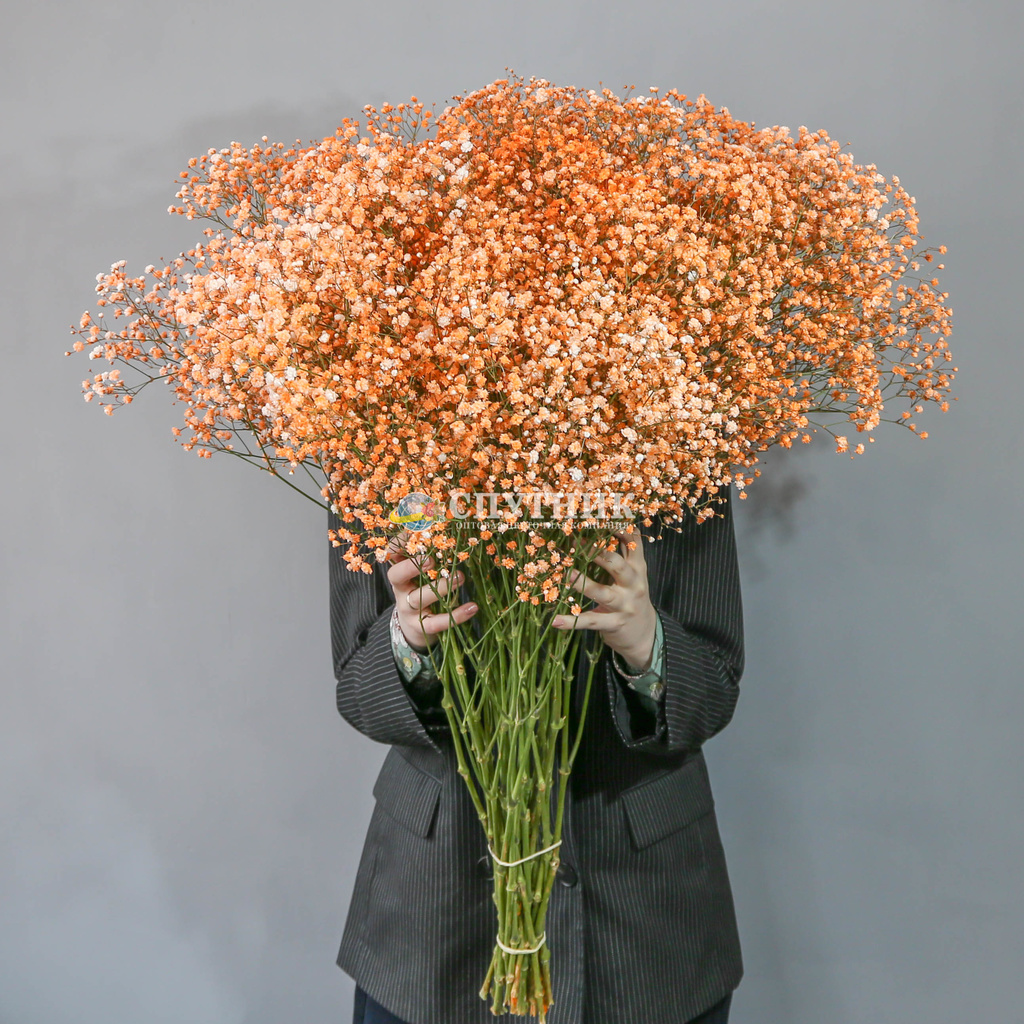 Гипсофила оранжевая | Gypsophila Orange