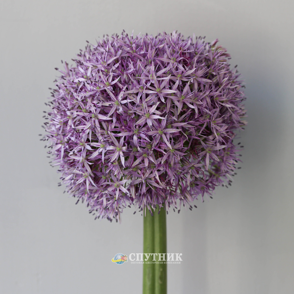 Аллиум | Allium Flower