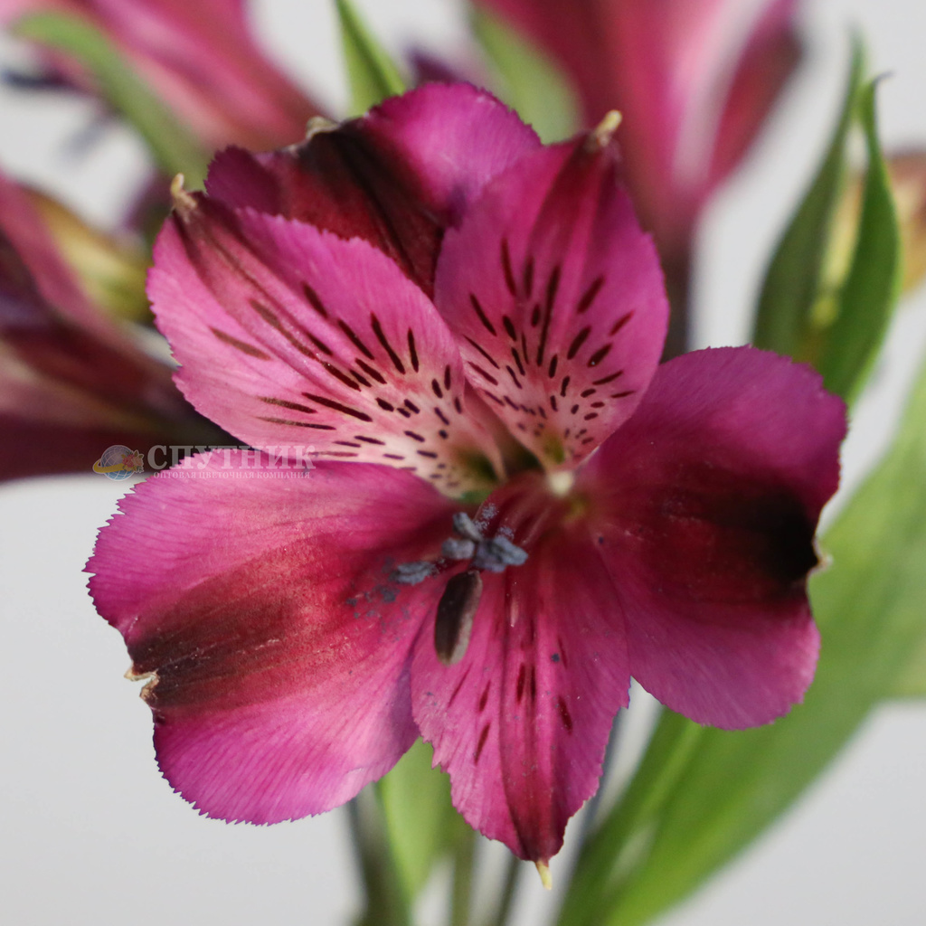 Альстромерия фиолетовая V363 | Alstroemeria V363