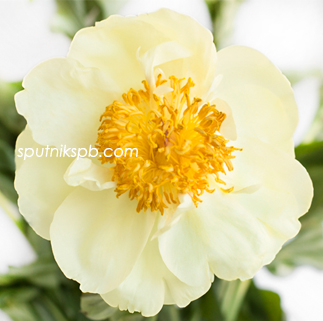 Пион Лемон Шифон | Lemon Chiffon Paeonia