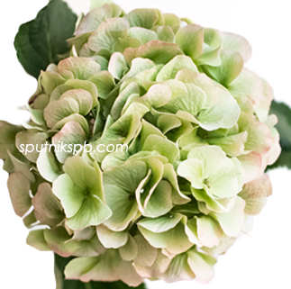 Гортензия Верена Грин | Hydrangea Verena Green